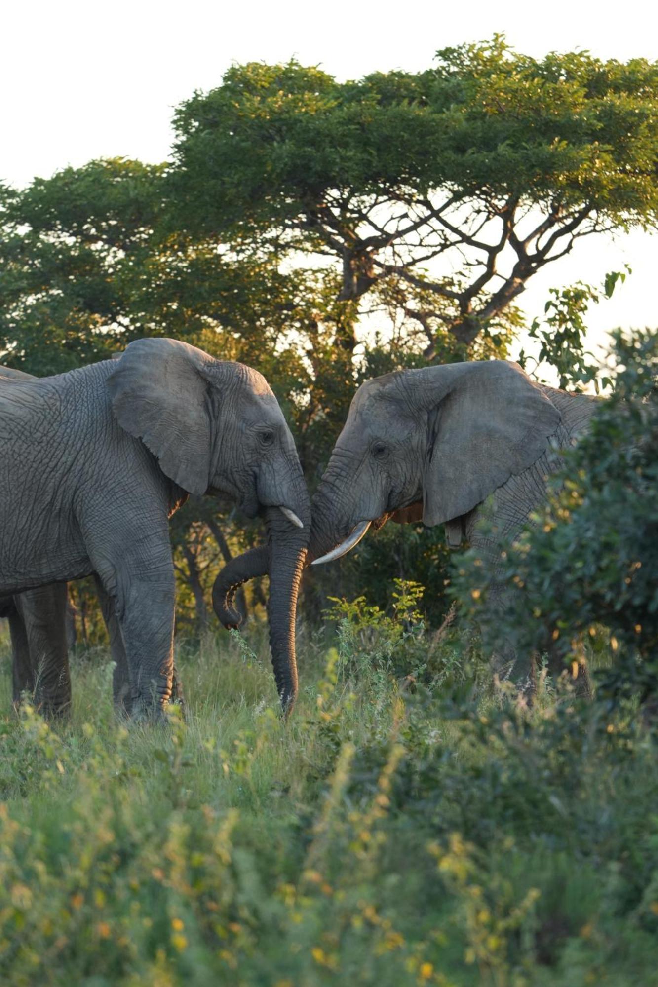 Shibula Safari Lodge Welgevonden Game Reserve Exterior foto