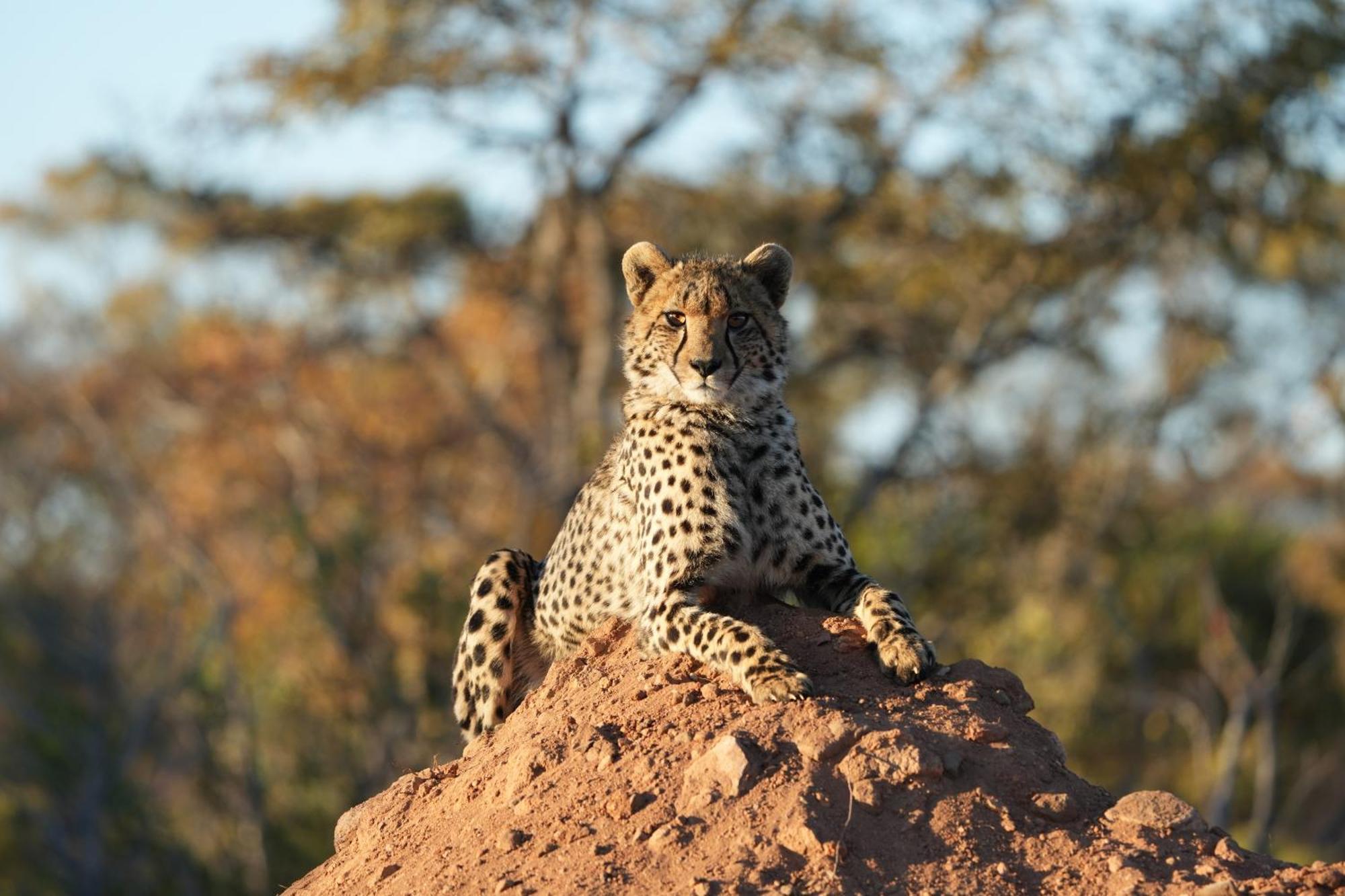 Shibula Safari Lodge Welgevonden Game Reserve Exterior foto